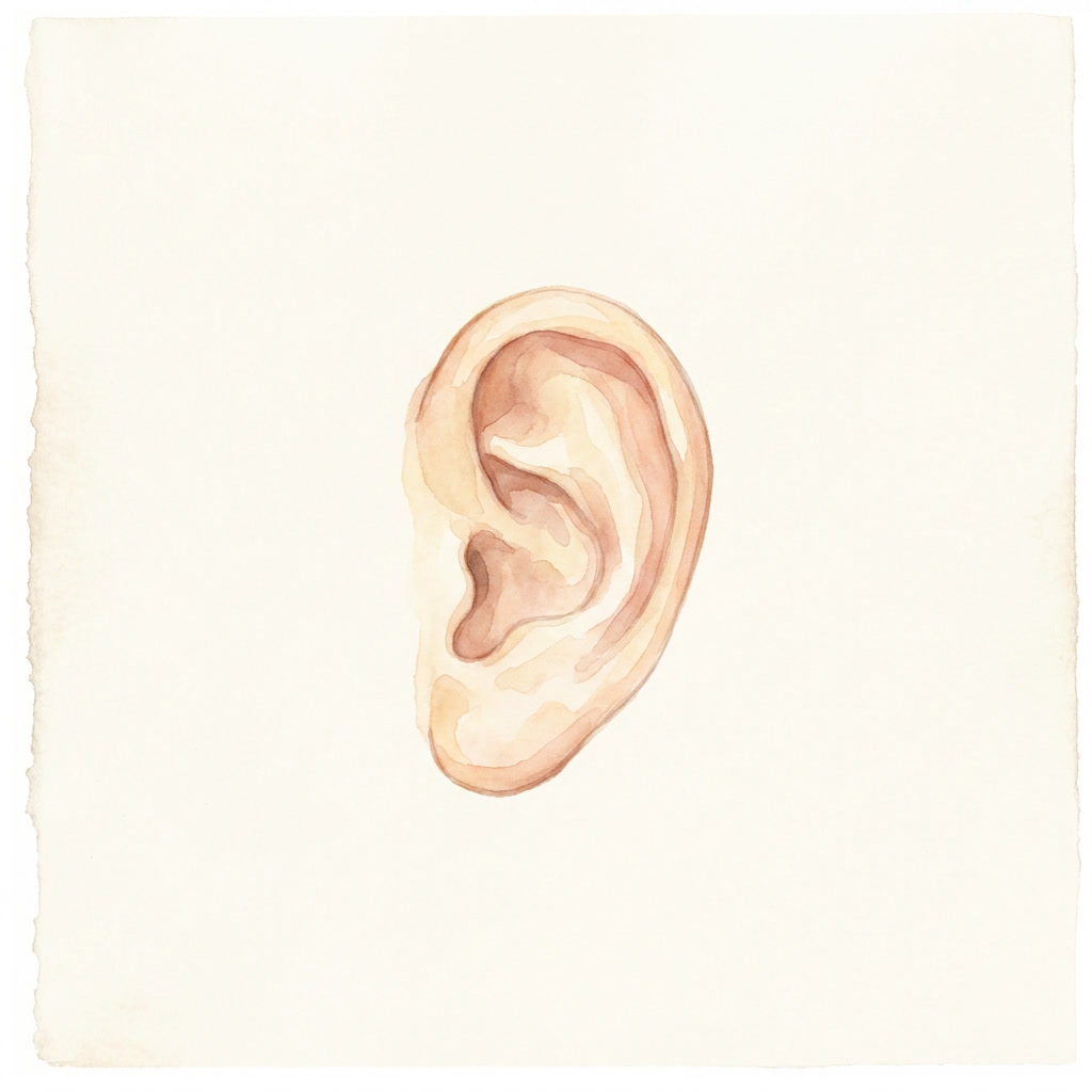 Ear